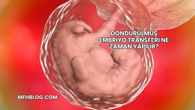 Dondurulmuş Embriyo Transferi Ne Zaman Yapılır?