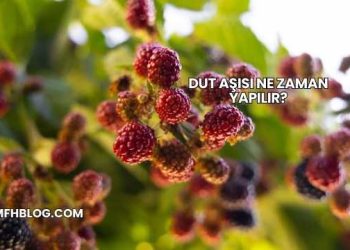 Dut Aşısı Ne Zaman Yapılır?