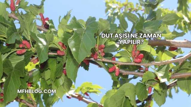 Dut Aşısı Ne Zaman Yapılır?