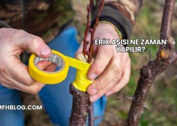 Erik Aşısı Ne Zaman Yapılır?