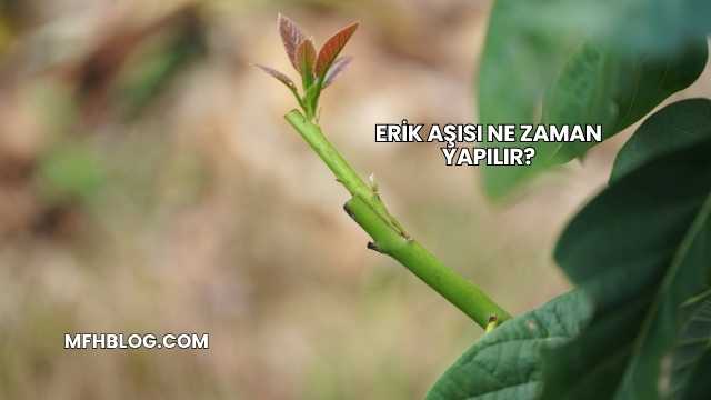 Erik Aşısı Ne Zaman Yapılır?