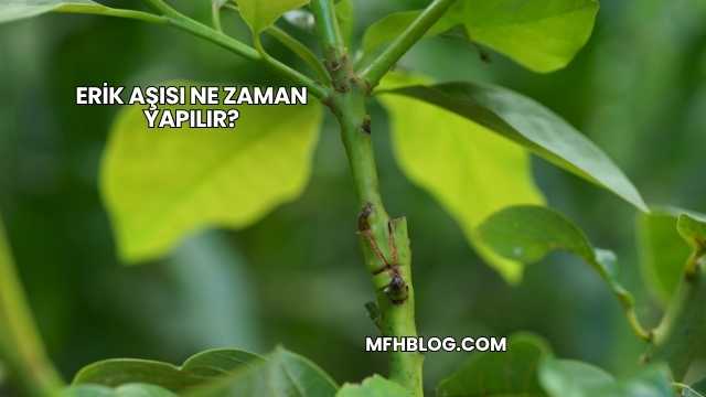 Erik Aşısı Ne Zaman Yapılır?