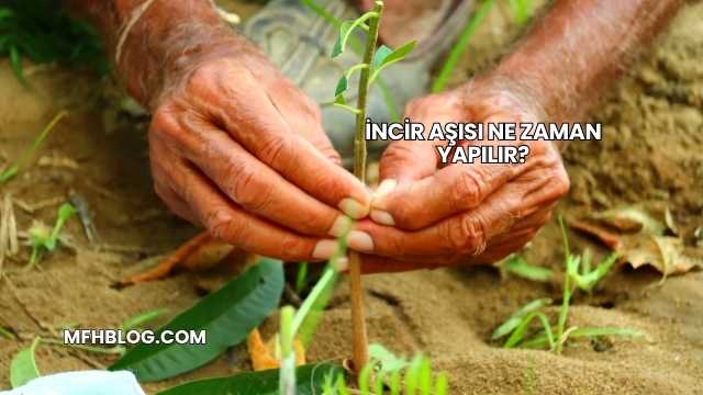 İncir Aşısı Ne Zaman Yapılır?