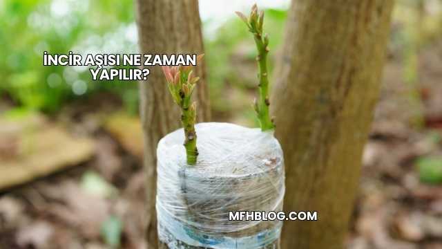 İncir Aşısı Ne Zaman Yapılır?