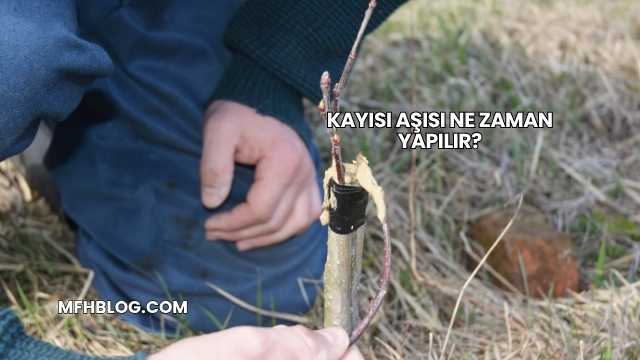 Kayısı Aşısı Ne Zaman Yapılır?