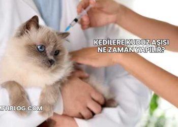 Kedilere Kuduz Aşısı Ne Zaman Yapılır?