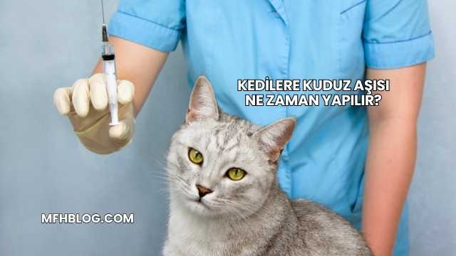 Kedilere Kuduz Aşısı Ne Zaman Yapılır?