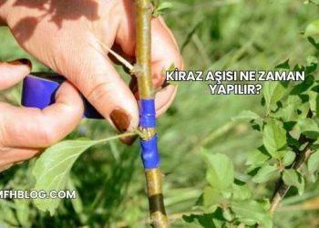 Kiraz Aşısı Ne Zaman Yapılır?