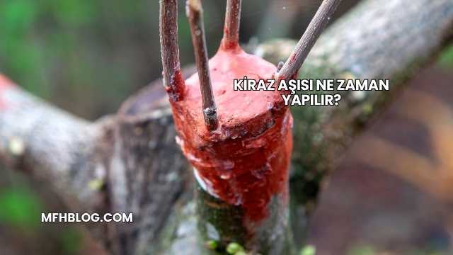 Kiraz Aşısı Ne Zaman Yapılır?