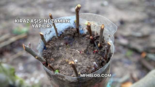 Kiraz Aşısı Ne Zaman Yapılır?