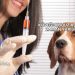 Köpeğe Kuduz Aşısı Ne Zaman Yapılır?