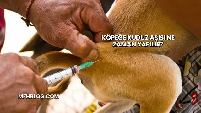 Köpeğe Kuduz Aşısı Ne Zaman Yapılır?