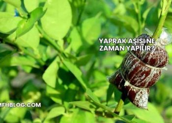 Yaprak Aşısı Ne Zaman Yapılır?