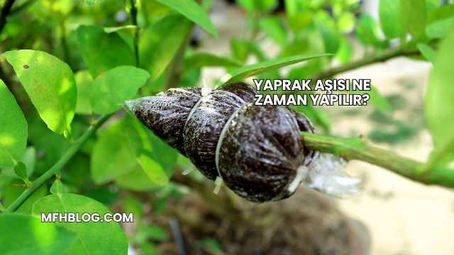 Yaprak Aşısı Ne Zaman Yapılır?