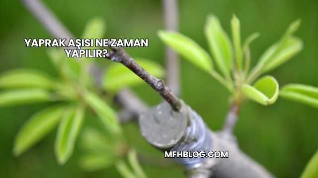 Yaprak Aşısı Ne Zaman Yapılır?