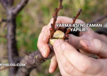 Yarma Aşı Ne Zaman Yapılır?