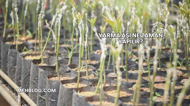 Yarma Aşı Ne Zaman Yapılır?