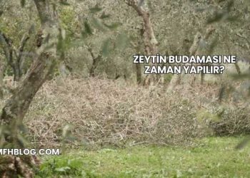 Zeytin Budaması Ne Zaman Yapılır?
