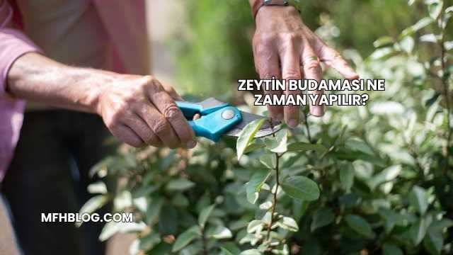 Zeytin Budaması Ne Zaman Yapılır?
