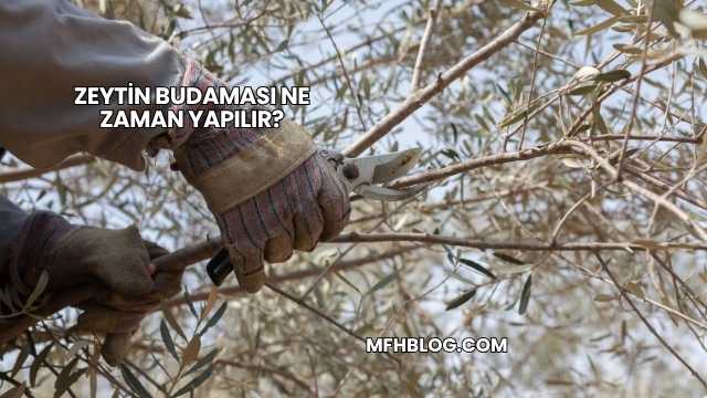 Zeytin Budaması Ne Zaman Yapılır?