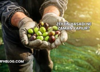Zeytin Hasadı Ne Zaman Yapılır?