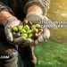 Zeytin Hasadı Ne Zaman Yapılır?