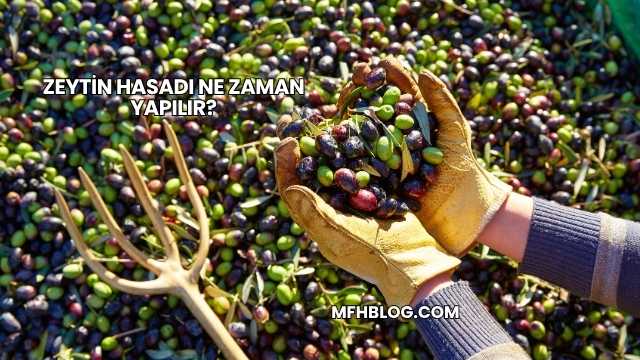 Zeytin Hasadı Ne Zaman Yapılır?