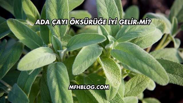 Ada Çayı Öksürüğe İyi Gelir mi?