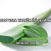 Aloe Vera Yanığa İyi Gelir mi?