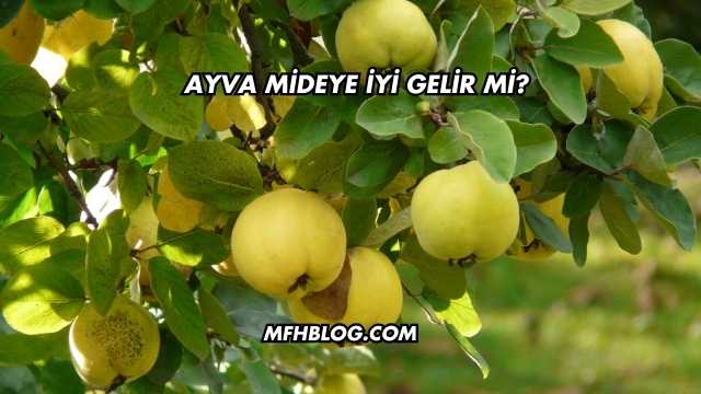 Ayva Mideye İyi Gelir mi?