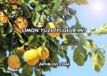 Limon Yüze İyi Gelir mi?